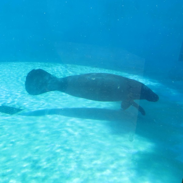 Manatee at Forest of Science
